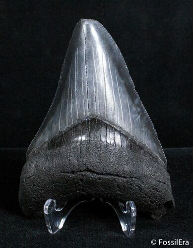 Inch Megalodon Tooth #2817